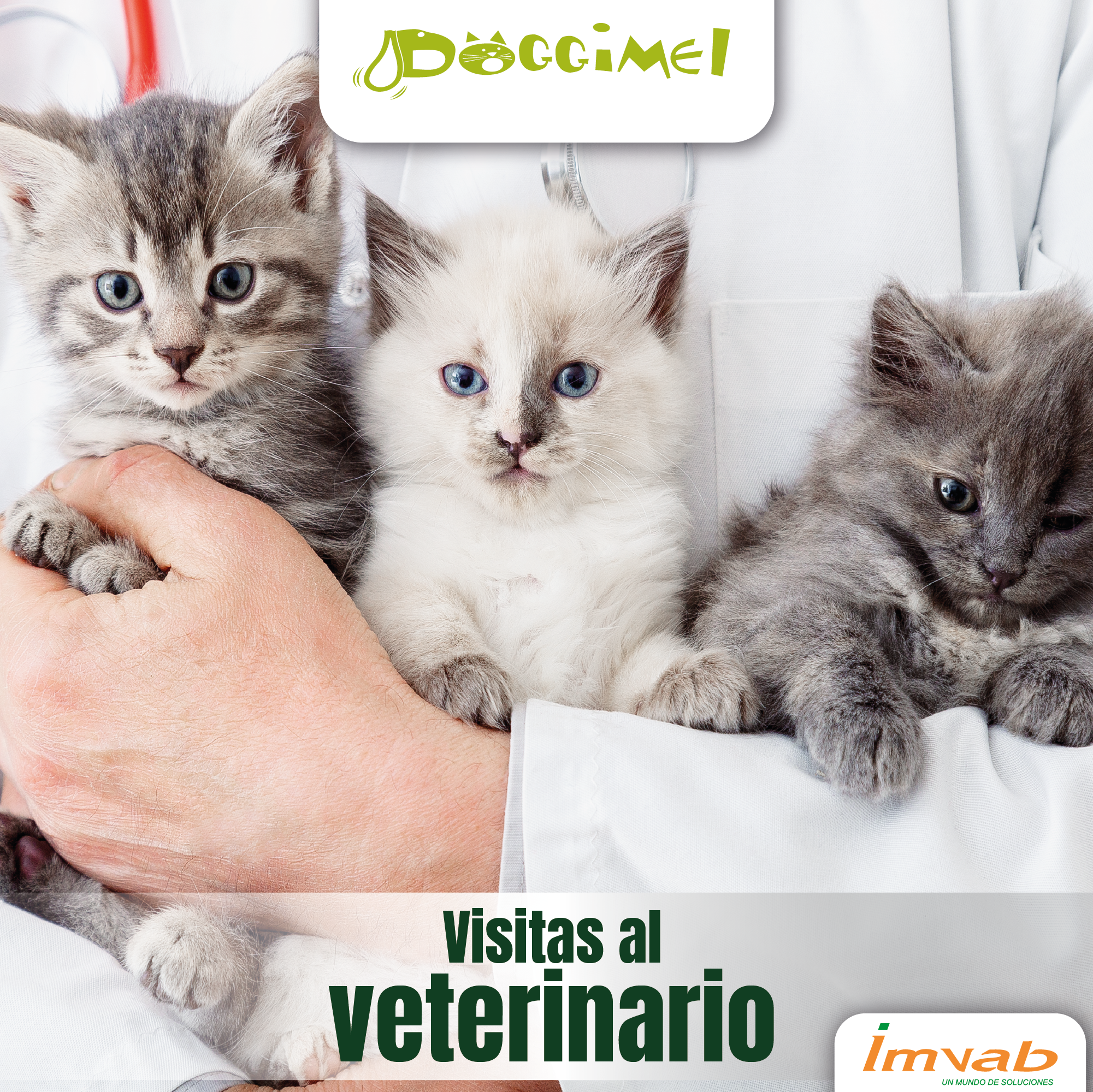 arte doggimell 11 julio